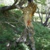 Paleohori ősi falu
