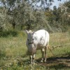 Paleohori ősi falu