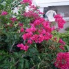 018_bougenvillia