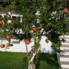 092_granatalmafa